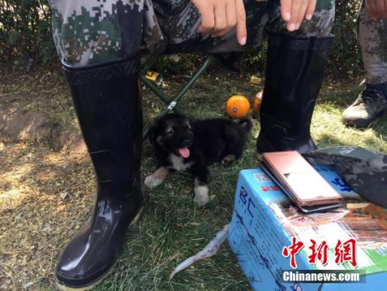 被北京军区某防化团战士于8月16日在天津港爆炸事故核心区救出的幸存小狗“生化” 被北京军区某防化团战士于8月16日在天津港爆炸事故核心区救出的幸存小狗“生化”
