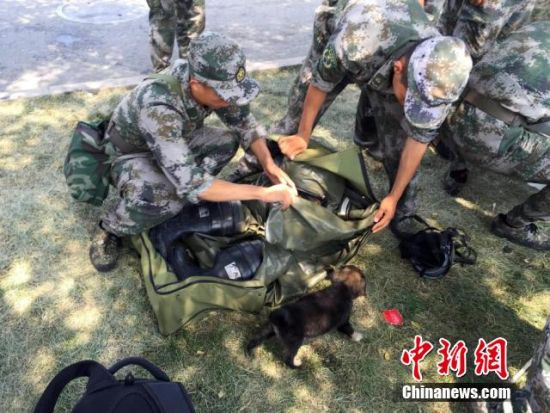 被北京军区某防化团战士于8月16日在天津港爆炸事故核心区救出的幸存小狗“生化” 被北京军区某防化团战士于8月16日在天津港爆炸事故核心区救出的幸存小狗“生化”