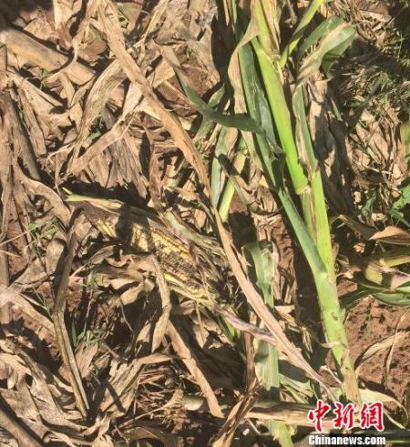 被野猪啃食一伴的玉米 李乐 摄