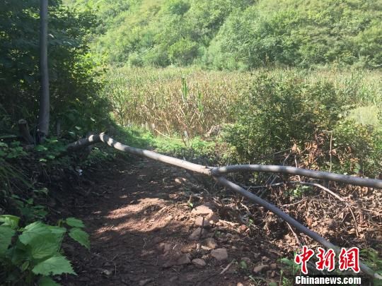 村民设路障 阻挡野猪通过 李乐 摄