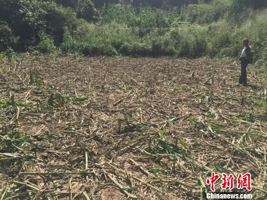 村民望着被野猪糟蹋的玉米地无可奈何 李乐 摄