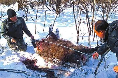 疑似东北虎留下的足迹和疑似被东北虎猎食的野猪