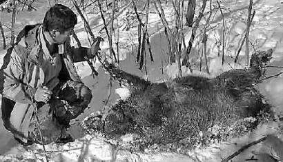 疑似被东北虎猎食的野猪