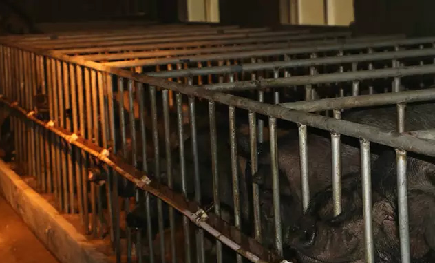 大寒小寒 南陵的杀猪菜