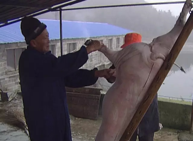 大寒小寒 南陵的杀猪菜