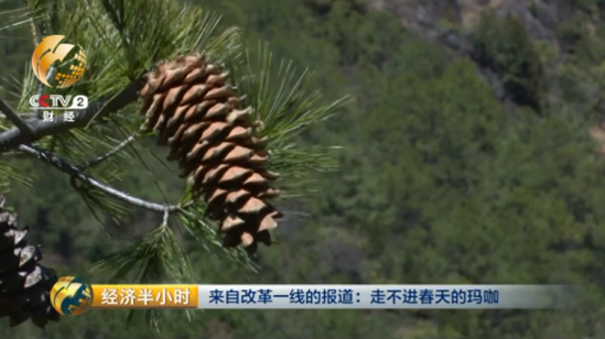 大逆转:玛咖每公斤120元跌落到1元 遭遇白菜价