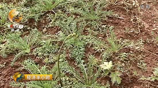 大逆转:玛咖每公斤120元跌落到1元 遭遇白菜价