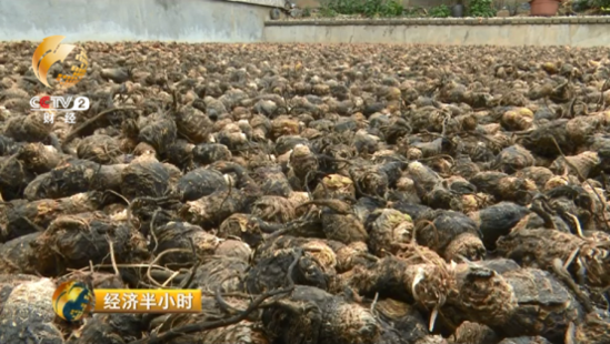 大逆转:玛咖每公斤120元跌落到1元 遭遇白菜价