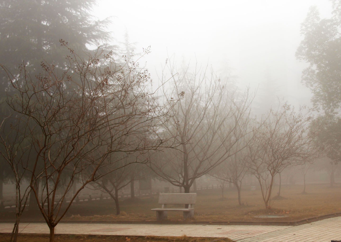 冬雾中的校园