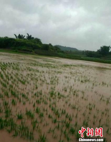 暴雨致农田被淹。 余灵 供图 摄